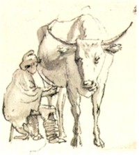 cow.jpg