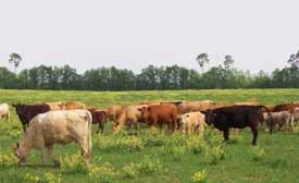 cowz2.jpg
